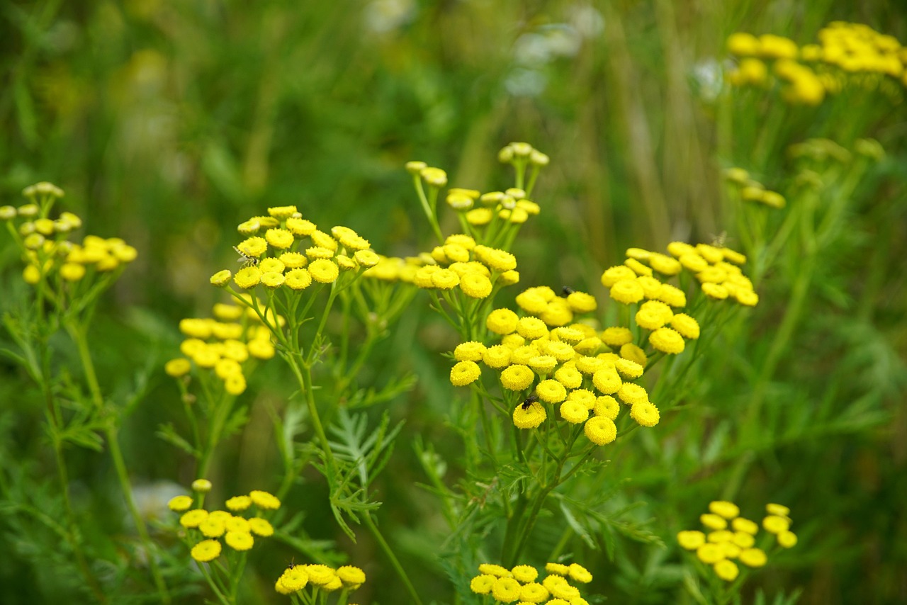 Plant de tanaisie en floraison au potager
